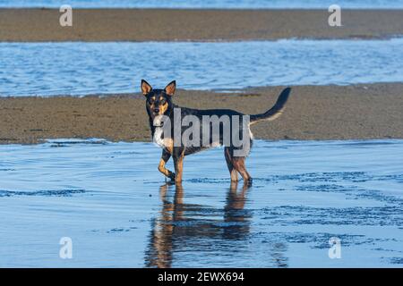 Cane Kelpie che gioca in acqua sulla spiaggia a Beachmere, Queensland, QLD, Australia Foto Stock