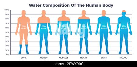 Corpo e carta dell'acqua con composizione dell'acqua del corpo umano simboli immagine vettoriale piatta Illustrazione Vettoriale