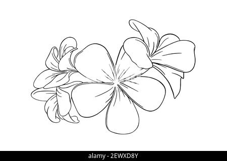 Frangipani o plumeria fiore tropicale per i leis. Frangipani incisi isolati su sfondo bianco. Illustrazione vettoriale del contorno Illustrazione Vettoriale