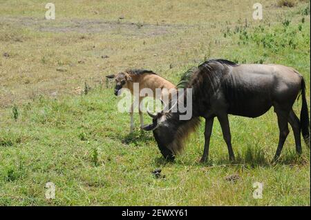 Madre e bambino wildebeest, in una giornata di sole, pascolo sull'erba del cratere di Ngorongoro in Tanzania, Africa. Foto Stock