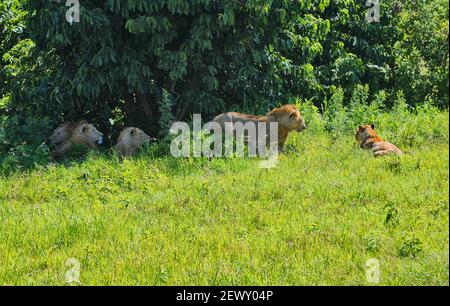 Un leone maschio viene a checkout un leone femmina, mentre altri leoni maschi guardare nel cratere di Ngorongoro, Tanzania, Africa. Foto Stock