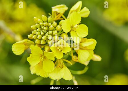 Fiori gialli in fiore nella foresta all'inizio della primavera, macro shot. Foto Stock