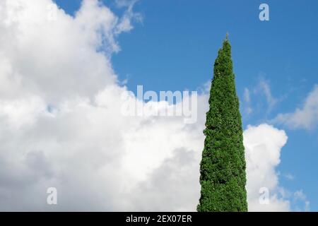 Vista dal basso in un buon giorno d'autunno. Foto Stock