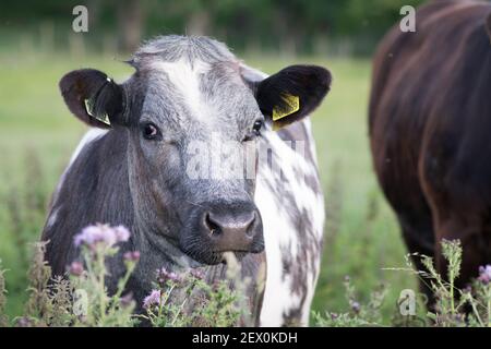 Mucca macchiata grigia in un campo in campagna Foto Stock