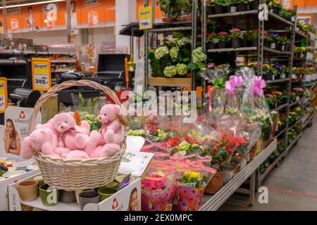 Mosca. Russia. 04 marzo 2021. Orsacchiotto rosa in un cestino su uno sfondo di fiori colorati in pentole. Fiori di primavera e regali per le donne in Foto Stock