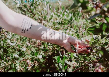 HIRAM, STATI UNITI - Feb 23, 2021: Scatto artistico di un uomo mirtillo picking. Foto Stock