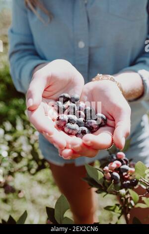 HIRAM, STATI UNITI - 23 febbraio 2021: Cuore a forma di mano che tiene i mirtilli raccolti da una fattoria di mirtillo in Hiram, Ohio. Foto Stock