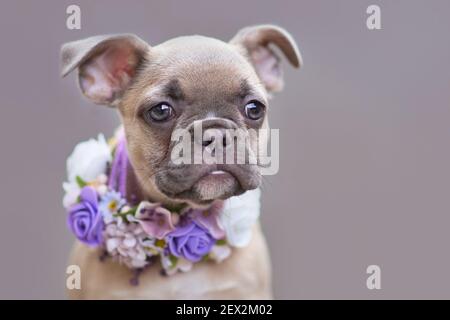 Ritratto del giovane cucciolo francese del cane Bulldog con orecchie floppy indossando un collare di fiori viola davanti alla parete grigia Foto Stock