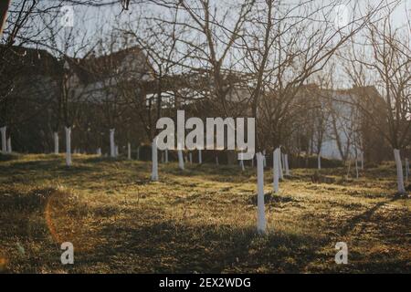 Gli alberi in un parco con tronchi dipinte di bianco Foto Stock