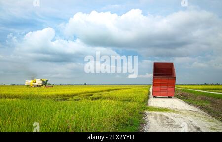 Paesaggio di risaie con macchina trebbiatrice e camion rosso. Concetto di agricoltura. Foto Stock