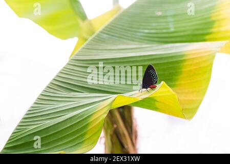 Una bella farfalla su foglia di banana con gocce di rugiada Foto Stock