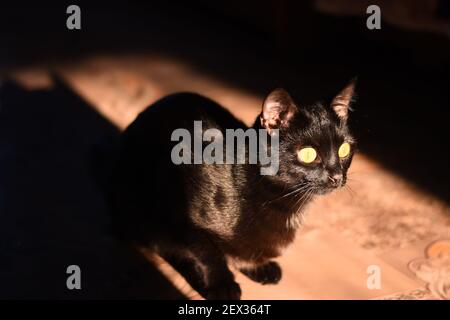 Bel gatto nero da vicino seduto al sole luminoso. Foto Stock