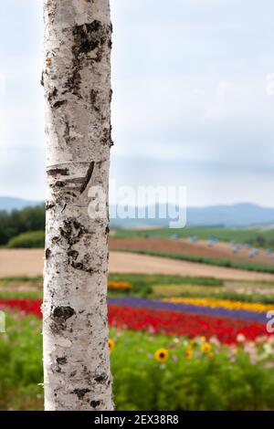 Tronco d'albero di betulla d'argento con colline e campi sullo sfondo. Foto Stock