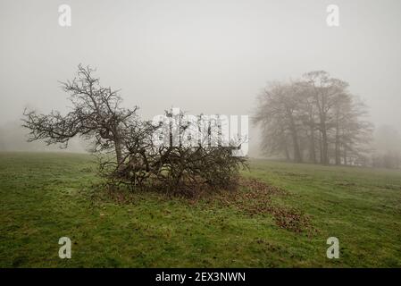 Campi di Misty di Chiltern Hills nella zona di Latimer, Buckinghamshire, Regno Unito Foto Stock