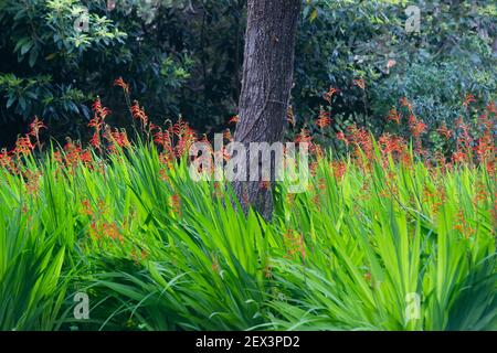 Tronco di albero circondato da Crocosmia (Montbretia) in una giornata di sole Nel sud della Francia in primavera Foto Stock