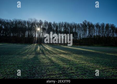 Chiltern Hills paesaggio con un campo, linea di alberi all'orizzonte e il sole nascente. Amersham, Inghilterra Foto Stock