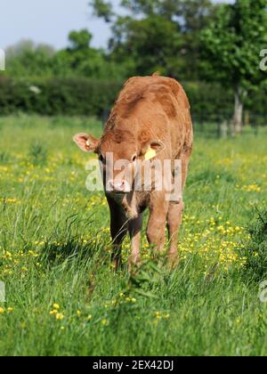 Un giovane vitello di razza rara si trova in un paddock erboso. Foto Stock