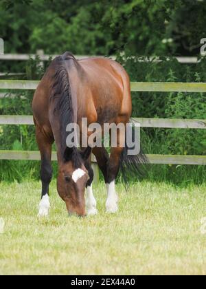 Un grazioso cavallo della baia pascola in un paddock estivo. Foto Stock