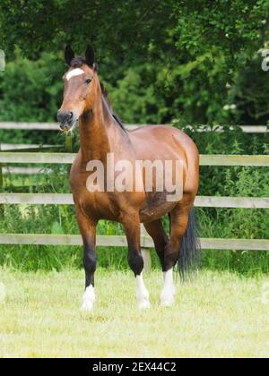 Un grazioso cavallo della baia si trova in un paddock estivo. Foto Stock