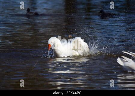 Un'oca bianca nuota su un lago e la pulisce piombare in acqua Foto Stock
