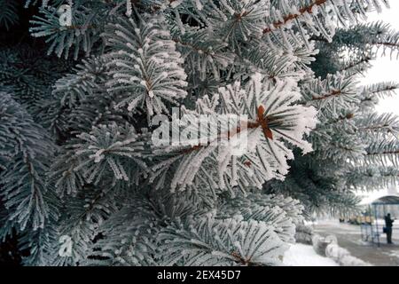 Ramo di abete rosso ricoperto di neve soffice. Aghi ricoperti di brina. Foto Stock