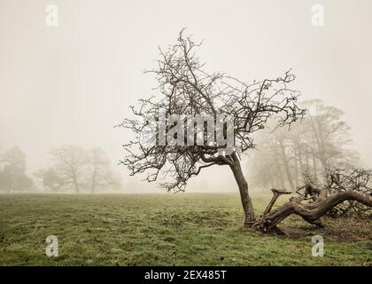 Campi di Misty di Chiltern Hills nella zona di Latimer, Buckinghamshire, Regno Unito Foto Stock