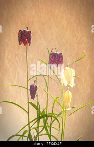 Snake Fritillaries testa Foto Stock