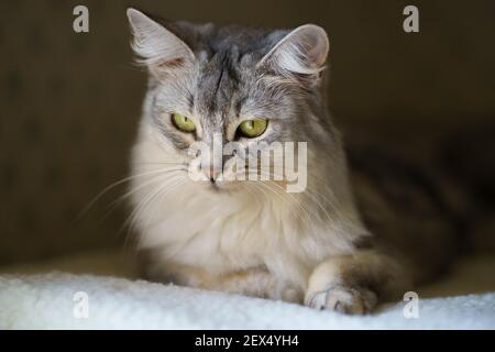 Femmina somalo gatto di età 5 anni Foto Stock