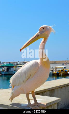 Un nome latino pelicano rosa pelecanus rufescens, è un visitatore regolare del porto di Paphos a Cipro Foto Stock