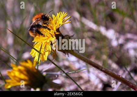 bumblebee seduto sul dente di leone giallo in estate, la vita degli insetti in natura Foto Stock