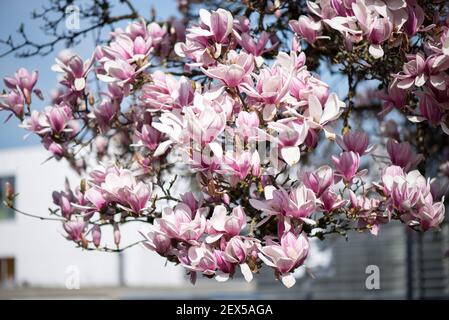 Magnolia albero in fiori. Fiori rosa sull'albero. Paesaggio primaverile. Foto Stock