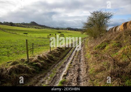 Muddy traccia ex romana strada verso Heddington, Wiltshire, Inghilterra, Regno Unito Foto Stock