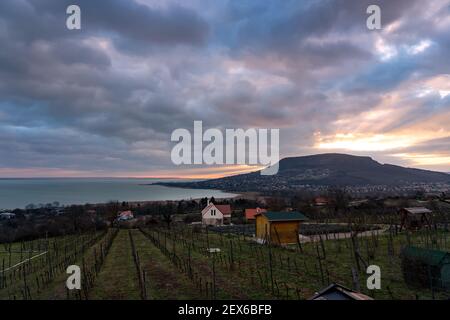 Bella vista sulla collina di Badacsony vicino al Lago Balaton dall'alto con un vigneto. Foto Stock