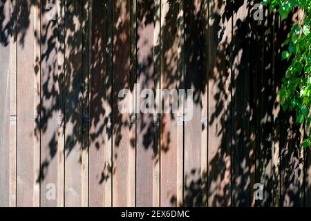 L'ombra delle foglie di betulla cade sulla recinzione di legno. Sfondo. Foto Stock