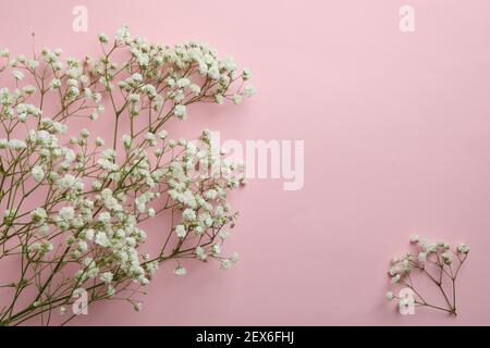 Bellissimi fiori di gypsophila su sfondo rosa, spazio per il testo Foto Stock