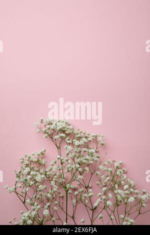 Bellissimi fiori di gypsophila su sfondo rosa, spazio per il testo Foto Stock