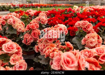 Colorato elatior Begonia in fiore nella serra, pronto per la vendita Foto Stock