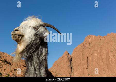 Marocco, Valle Dades, capra contro un cielo blu Foto Stock