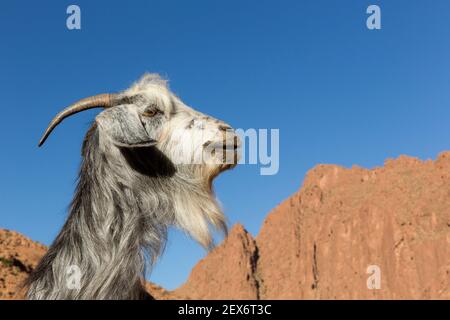 Marocco, Valle Dades, capra contro un cielo blu Foto Stock