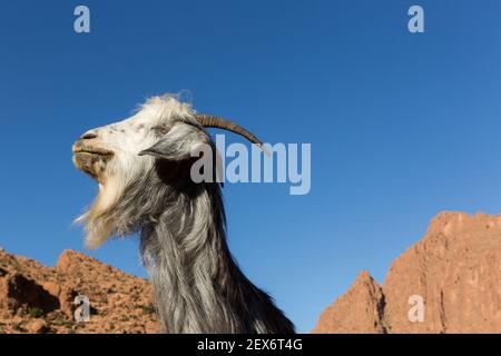 Marocco, Valle Dades, capra contro un cielo blu Foto Stock