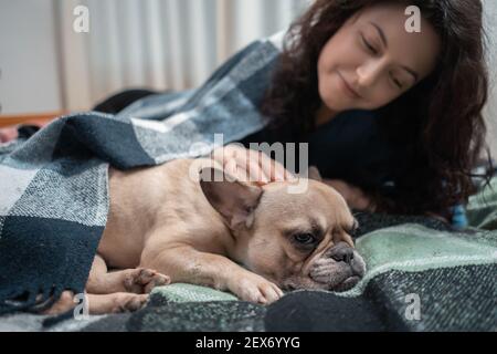 femmina e carino cane da corrida francese che riposa sul letto con plaid a casa accogliente Foto Stock