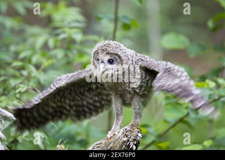 Giovani Ural Allocco (Strix uralensis), il gufo, Baviera, allocco degli Urali, neonata, Baviera, Germania Foto Stock