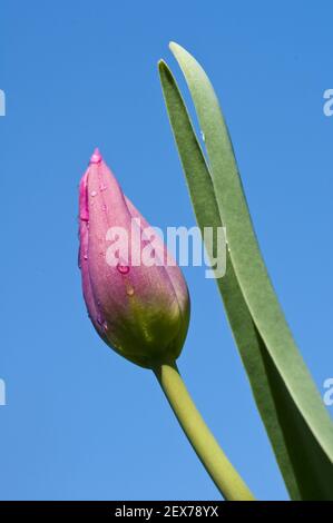 Pink Tulip Foto Stock