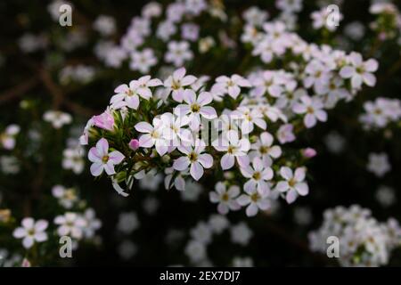 Primo piano di un mazzo di piccoli fiori di stellato bianco e rosa di piante di diosma hirsuta che fioriscono in natura con fuoco selettivo. Tema di primavera Foto Stock