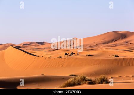 Marocco, Erg Chebbi, dune di sabbia nei pressi di Merzouga, persone che attraversano le dune a cammello. Le dune possono raggiungere altezze di 250 metri Foto Stock