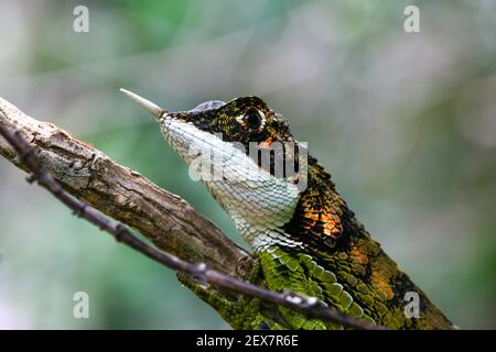 Lucertola con corna di rinoceronte (Ceratophora stoddartii), una specie endemica dello Sri Lanka. Foto Stock