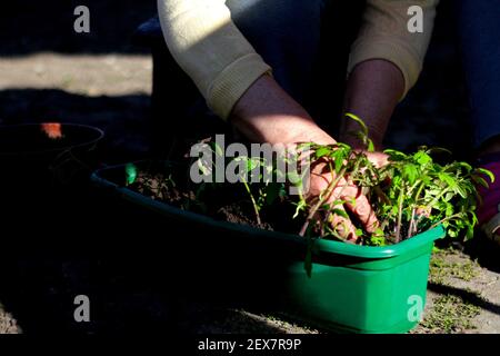 Defocalizzare piantando e coltivando. La mano di una donna anziana sta piantando le piantine di pomodoro in contenitore verde con il suolo. Pomodoro piccolo Foto Stock