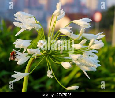 Agapanthus africanus bianco al sole con fogliame verde che inizia a. Fiore all'inizio di marzo con la prima ape visto in primavera meteorologica Foto Stock