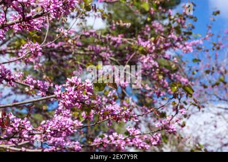 Rami di un albero fiorito cerci rosa su uno sfondo di cielo blu con nuvole. Foto Stock