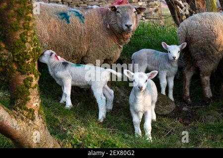 Agnelli primaverili neonatali con pecora in una fattoria nella contea di Kerry, Irlanda Foto Stock